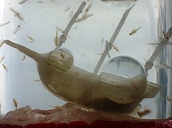 Sea-Monkeys in aquarium